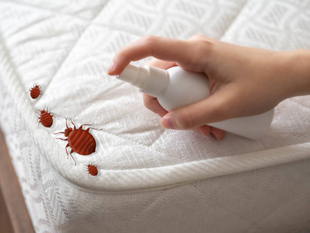 Best Flea Control Services  in Allison, IA